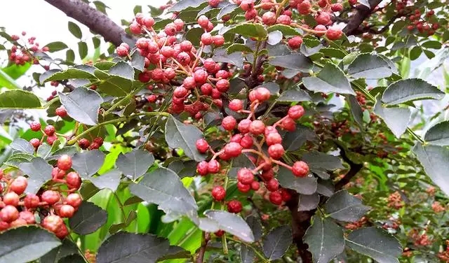 重慶香料批發