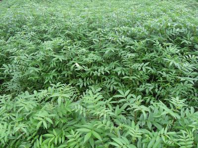 重慶花椒批發