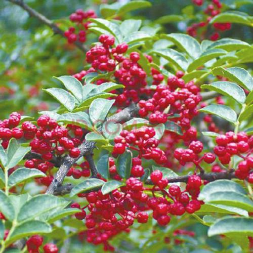 重慶花椒批發